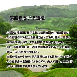 令和7年産 キヌヒカリ 5kg 米 白米 精米 こめ お米 コメ キヌヒカリ5kg 5キロ 米5キロ 淡路島産 洲本市