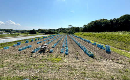 淡路島産 たまねぎ 5kg 玉ねぎ 玉葱 タマネギ 甘い 野菜 兵庫県 洲本市 淡路島