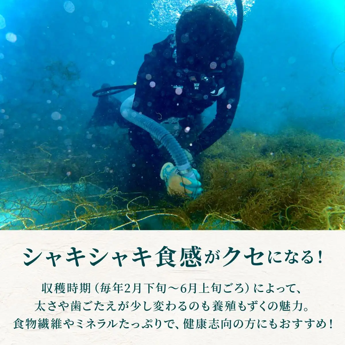石垣島産・塩もずく（業務用一斗缶・18kg） KS-12