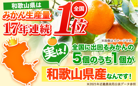 みかん 訳あり 和歌山みかん 約10kg 柑橘