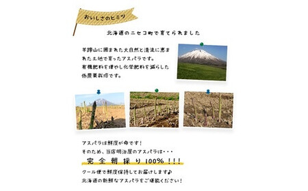 ＜早期予約・数量限定＞北海道ニセコ町 アスパラMサイズ2kg【2026年産】【3200201】