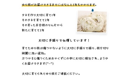 【先行予約】北海道ニセコ町 ゆり根M-L混みサイズ2kg【2026年産】【3200401】