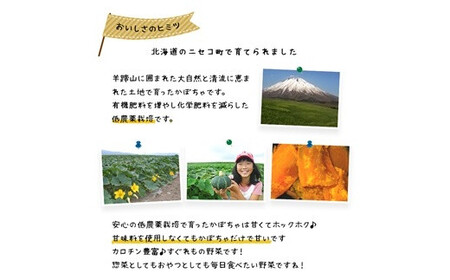 〈早期予約・数量限定〉北海道ニセコ町 かぼちゃ5kg【2026年産】【3200602】