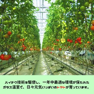 真っ赤なとんかつ ソース 6本セット 調味料 トンカツ ソース とんかつ 豚カツ トマト とまと 広島 世羅 A007-02