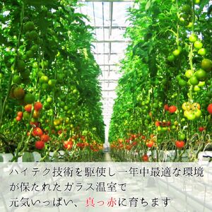 トマトのノンオイルドレッシング3本 調味料 セット ドレッシング サラダ トマト とまと 広島 世羅 A007-12