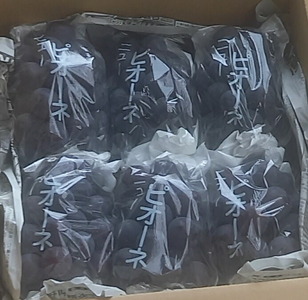 世羅産ニューピオーネ 約3kg(5～7房)【先行予約・数量限定】カナダ人農園主 ピオーネ 種無し ぶどう ブドウ フルーツ 果物 くだもの 産地直送 世羅 ラピアビンヤード【2026年9月中旬以降順次発送】 A021-21