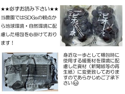 ニューピオーネ 約1kg(2～3房)【先行予約・数量限定】カナダ人農園主 ピオーネ 種無し ぶどう ブドウ フルーツ 果物 くだもの 濃厚 甘み コク 大粒 デザート 産地直送 世羅 ラピアビンヤード【2026年9月中旬以降順次発送】 A021-01