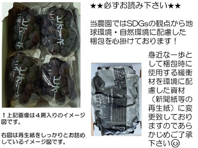 ニューピオーネ 約2kg(3～5房)【先行予約・数量限定】カナダ人農園主 ぶどう ブドウ フルーツ 果物 くだもの 濃厚 甘み コク 大粒 デザート 産地直送 世羅 ラピアビンヤード【2026年9月中旬以降順次発送】  A021-02