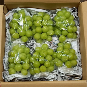 世羅産シャインマスカット 約3kg(4～7房)【先行予約・数量限定】カナダ人農園主 ぶどう ブドウ マスカット フルーツ 果物 くだもの 産地直送 世羅 ラピアビンヤード【2026年9月下旬以降順次発送】 A021-18