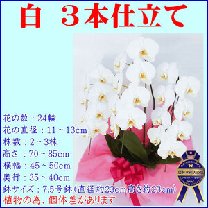 花 胡蝶蘭 白 3本仕立て 花