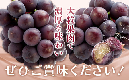 オーロラブラック 2房【配送不可地域あり】ぶどう