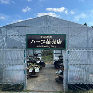 ハーブ苗おすすめ9種セット 家庭菜園 観葉植物 ハーブガーデン ガーデニング 花苗 A051-01