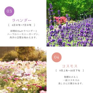 【香山ラベンダーの丘】年間パスポート1枚《香山ラベンダーの丘》ポピー ラベンダー コスモス ハーブ 年パス 観光 農園 A051-07