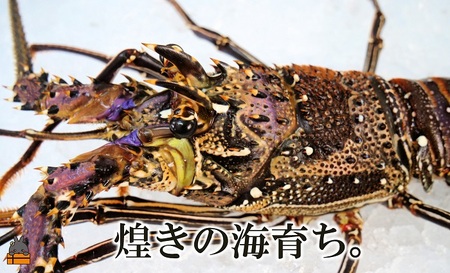 新鮮なまますぐ冷凍!!徳之島産冷凍伊勢海老1尾（500g~700g） （ 伊勢えび イセエビ 伊勢えび 伊勢エビ えび エビ 海老 鍋 ご馳走 海の幸 料理 焼き 人気 海産物 家族 正月 お祝い ）