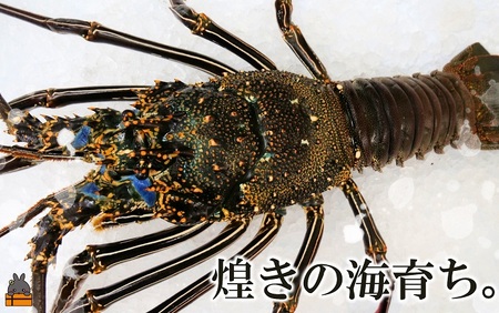 新鮮なまますぐ冷凍!!徳之島産冷凍“特大”伊勢海老1尾（1.5kg以上） （ 伊勢えび イセエビ 伊勢えび 伊勢エビ えび エビ 海老 鍋 ご馳走 海の幸 料理 焼き 人気 海産物 家族 正月 お祝い ）