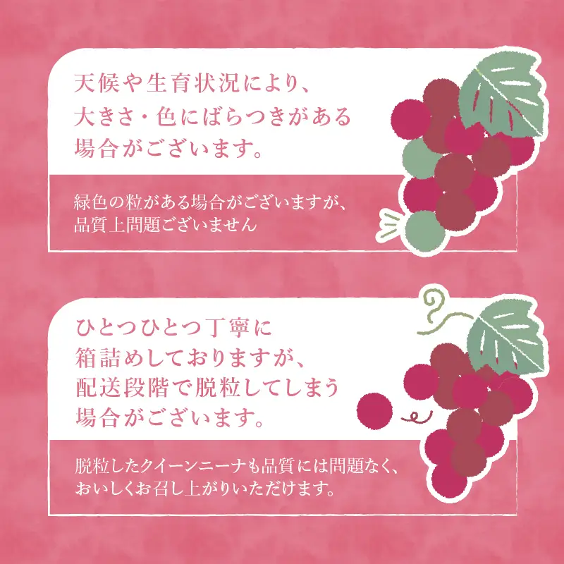 【2026年発送 先行予約】クイーンニーナ 約1.5kg [h254]