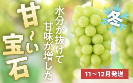 【2回定期便】秋と冬に食べるシャインマスカット 2房（約1kg）× 2回［おぶせファーマーズ］ 果物 フルーツ ぶどう 葡萄 数量限定 長野 信州 令和8年産 【2026年10月～12月発送予定】