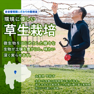山梨県・甲府市　ぶどうの樹オーナー制度（3年生育樹)【シャインマスカット・90房収穫保証】