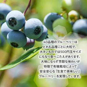 【令和8年産先行予約】【冷凍】月山高原のオーガニックブルーベリー(大粒・600g)　K-845