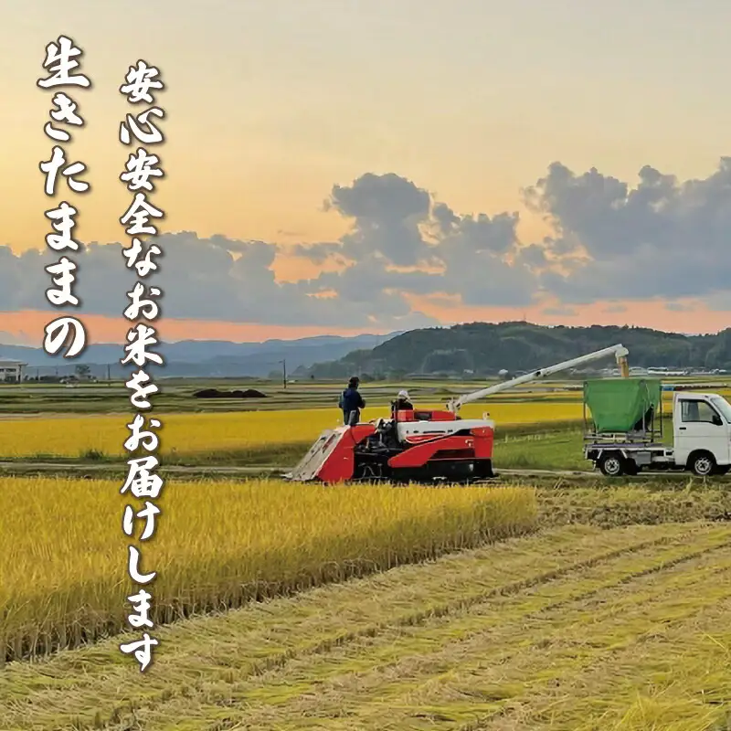 【3ヶ月定期便】令和7年度 白米 ミルキークイーン 定期便 5kg