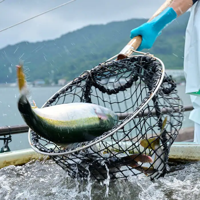 ＜定期便＞ 魚介類定期便 (全12回 ・連続) 魚 魚介 海鮮 いか イカ たこ タコ 貝 海老 えび エビ 冷蔵 【opba001】【海べ】