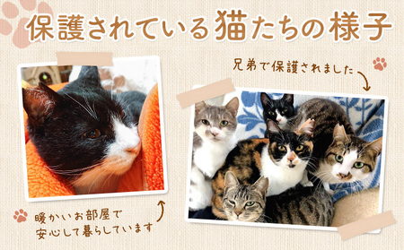 【返礼品なし】保護猫支援寄附 30,000円 一般社団法人オープンセサミアライブ 熊本県 南阿蘇村 保護猫 支援 猫 ネコ ねこ 生活支援 動物愛護 保護 返礼品なし 寄附 牧場 オープンセサミ アニマルサンクチュアリ