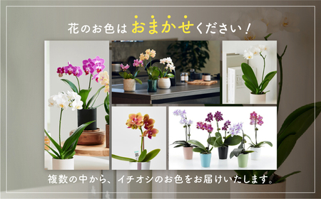 胡蝶蘭『ピコラ』 ミディ 3鉢 セット 花 鉢花 訳あり