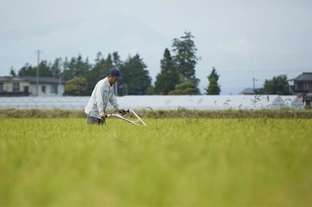 令和8年産　岩手県矢巾町　ひとめぼれ精米10kg/岩手県 矢巾町産 ひとめぼれ 贈り物 新米 厳選米 ブランド米 定期便 美味しいお米 産地直送 予約 人気 お取り寄せ 高評価 ふるさと 田舎 安心 安全 高品質 10kg