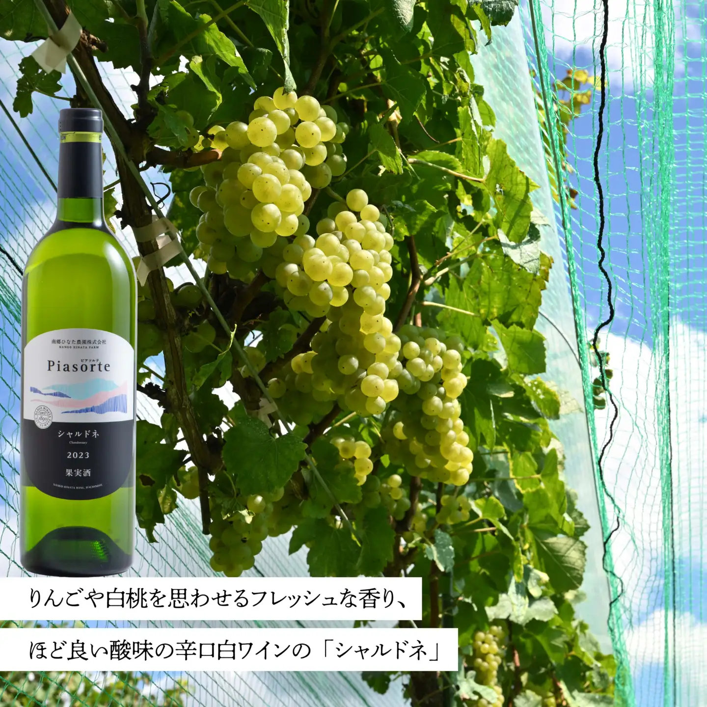 南郷ひなた農園 日本ワイン 2本セット ピアソルテ シャルドネ2023 ピアソルテ メルロー2023 750ml × 各1本 青森県 八戸市