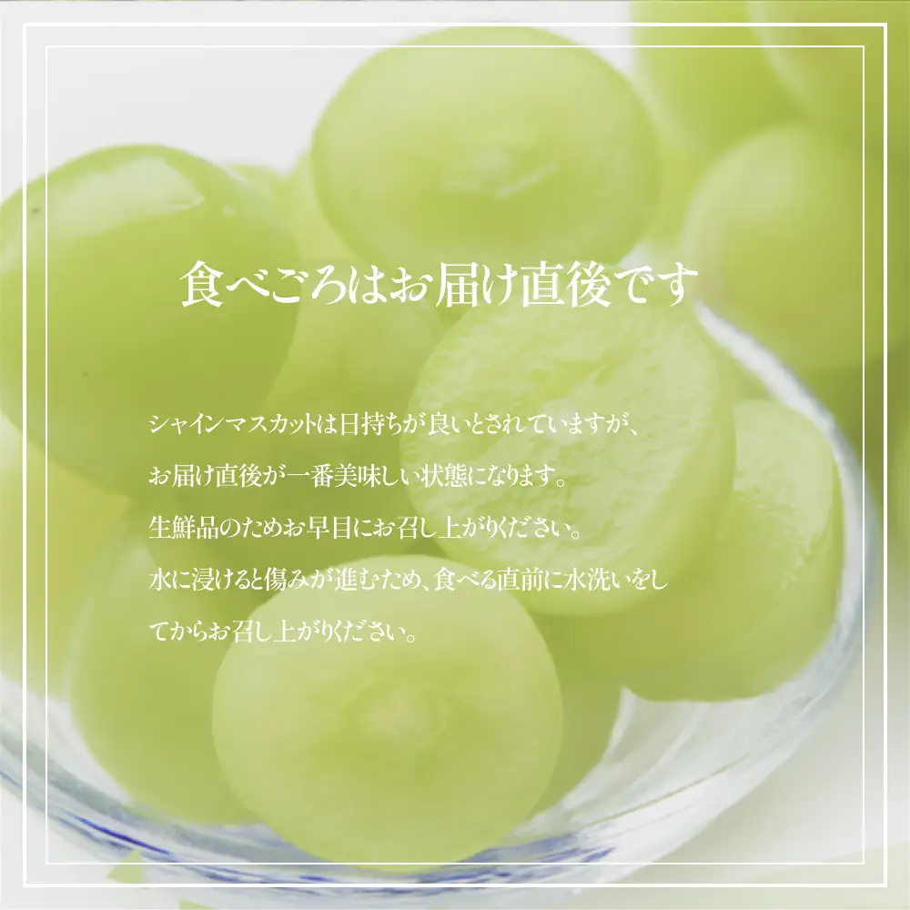 シャインマスカット 【2026年発送】山梨県産 シャインマスカット2～3房 (1.2kg以上)  フルーツ