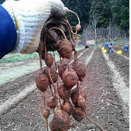 佐井村のアピオス(蒸し冷凍アピオス)【配送不可地域：離島】【1655500】