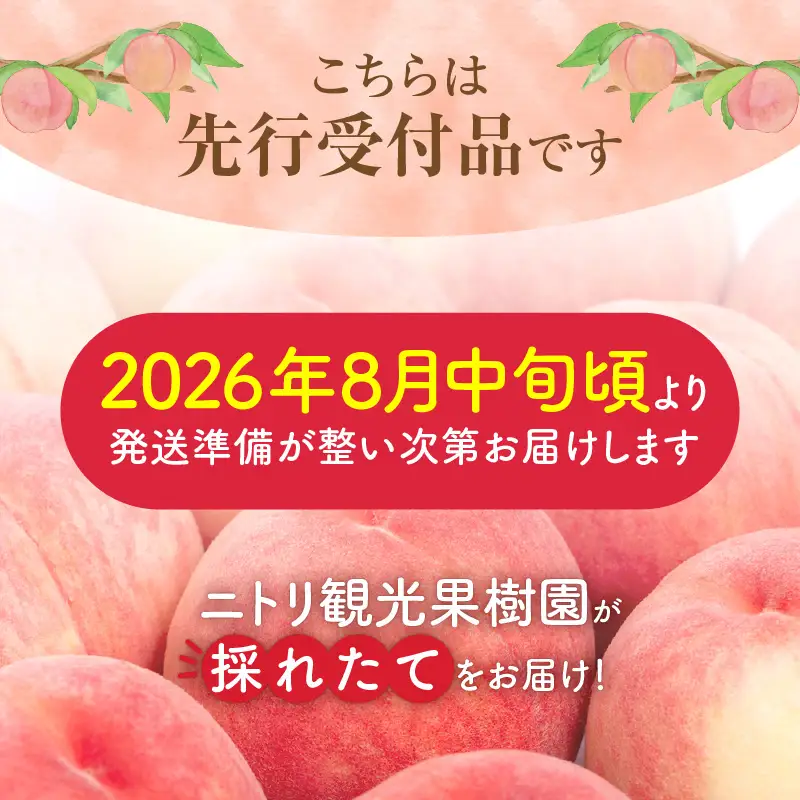 【先行予約：2026年8月中旬以降発送】フルーツ王国余市産「桃」 3kg【ニトリ観光果樹園】_Y074-0147
