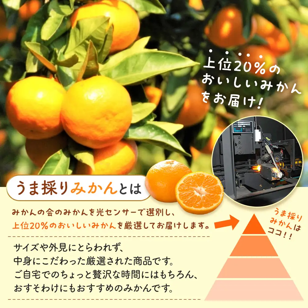 みかん うま採り 箱込約 2.5kg（内容量2.3kg） 光センサー選別 みかんの会厳選 サイズミックス 和歌山県産 産地直送 【みかんの会】［2026年11月中旬より順次出荷予定］