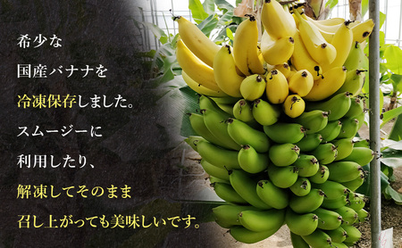 幻の品種 グロスミッシェル種 千葉市産 冷凍バナナ 1kg 定期便（6回）バナナ 果物 フルーツ 冷凍 千葉市