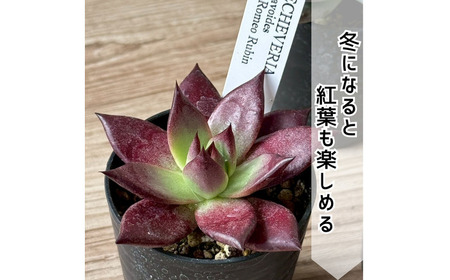 レア多肉・原種エケベリア詰め合わせ（5種類） / 植物 インテリア 苗 自然 ナチュラル 緑 栽培 趣味 【見元園芸】[ATHY001]