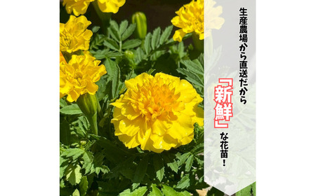季節の花苗詰め合わせ（おまかせ12種）/ 花 インテリア 苗 自然 ナチュラル 緑 栽培 趣味 【見元園芸】[ATHY009]