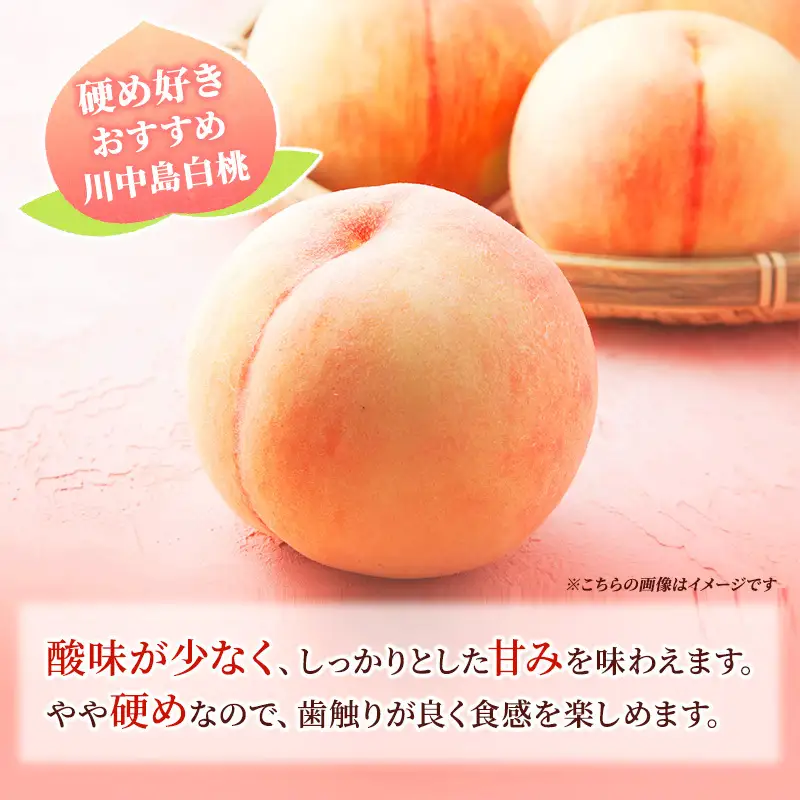 桃 先行予約 浅間水蜜桃 川中島白桃 約5kg 秀品 13～22玉 贈答品 フルーツ 果物 白桃 甘い 冷蔵