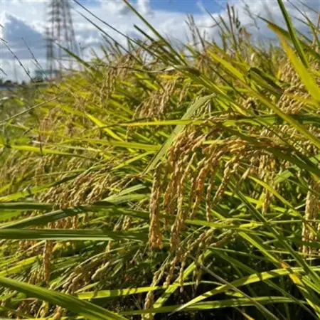 令和7年産 岐阜県羽島市産ハツシモ 玄米30kg(30kg×1袋)【1669152】