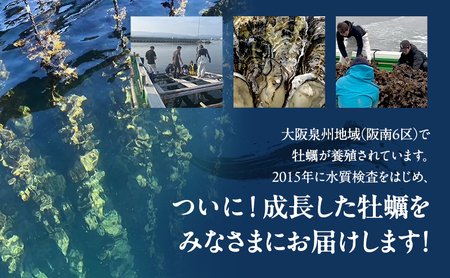 牡蠣 殻付き 5kg (約55個～100個) 加熱用 冷凍牡蠣 フライングオイスター 調理方法付き 貝 海の幸 魚介 魚介類 海鮮 おかず 惣菜 蒸し牡蠣 焼き牡蠣 カキフライ カンカン焼き ガンガン焼き 鍋 BBQ フライ 冷凍 冷凍配送 大阪 大阪府 岸和田市