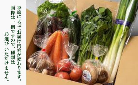 大阪泉州産旬のぎゅうぎゅう野菜セット