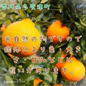 不知火（デコポン）約3kg【予約受付中！令和9年2月中旬より発送】【A-42】