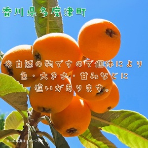 【予約受付中！令和8年6月上旬頃より発送！】なつたより（びわ）約1kg【A-41】