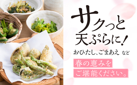 山菜セット4品 (約400g～500g) / 山菜 旬 [Q2987]