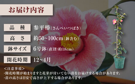 椿 厳選茶花品種 6号鉢 苗木 5種セット / 植物 椿 花 苗 鉢植え / 稲沢市 / 椿園株式会社 [BMBI011]