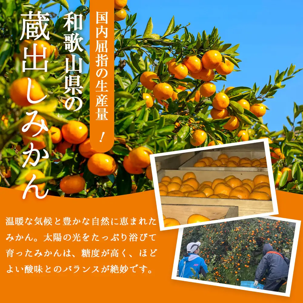 訳あり 蔵出しみかん 約5kg 2S～2Lサイズ混合