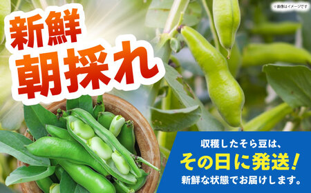 【朝採れ】 訳あり 生そら豆 2.5kg 【にしやまファーム】 新物 さや付き そら豆[HDI002]
