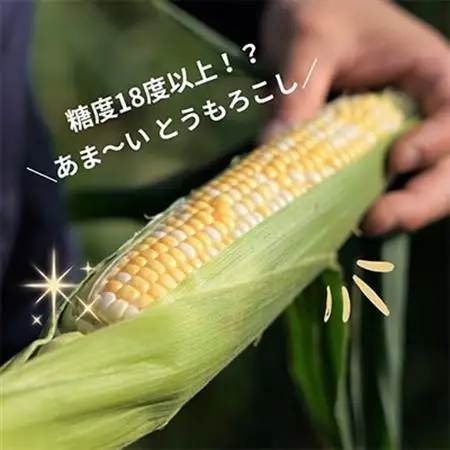 京都府久御山町 とうもろこし バイカラー 10本 朝採れコーン【配送不可地域：離島・北海道・沖縄県・東北】【1666123】