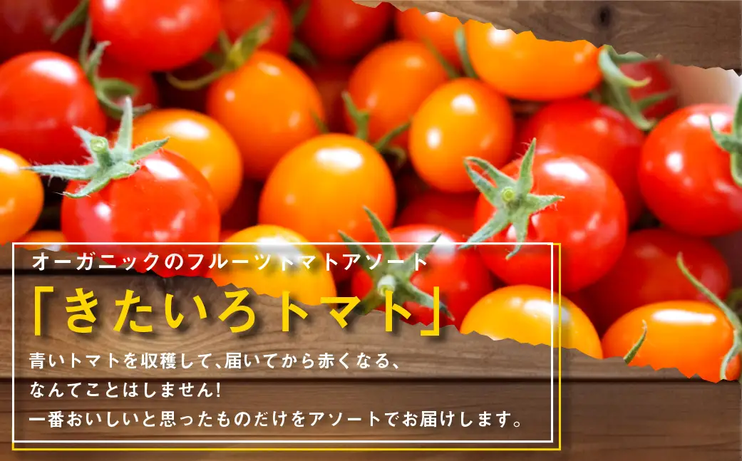 きたいろトマト （1.4kg）と 朝もぎトウキビ （14本）のセット 【2026年8月上旬～9月上旬発送迄予定】 トマト とうもろこし トウモロコシ 野菜 朝採れ オーガニック