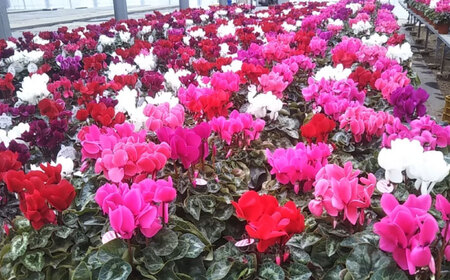 【12月上旬より順次発送】 シクラメン 鉢花 / 瑞浪市 中山園芸 花 お花 お祝い 鉢植え 生花 ギフト プレゼント フラワー[AZDC001]