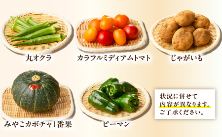 ボリューム 満点 ！ 季節の野菜 詰め合わせ（ 夏 ） M001-004-01 野菜 三浦野菜